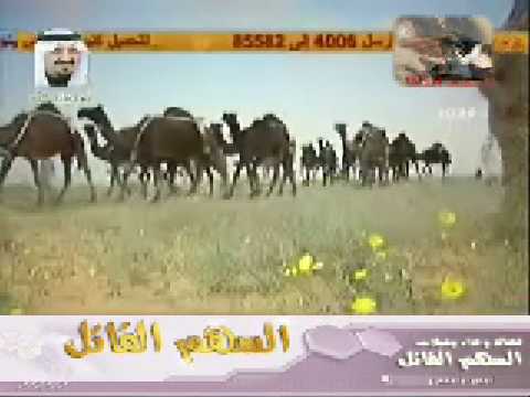 شيله احب الخلا جديد سعود الدلبحي شيله احب الخلا جديد سعود الدلبحي