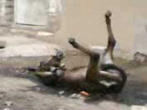 حمار مضحك ههههههههههههههههههه حمار مضحك ههههههههههههههههههه